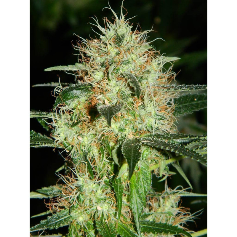 Auto fem Blueberry