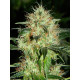 Auto fem Blueberry