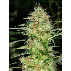 Auto fem Blueberry