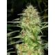 Auto fem Blueberry