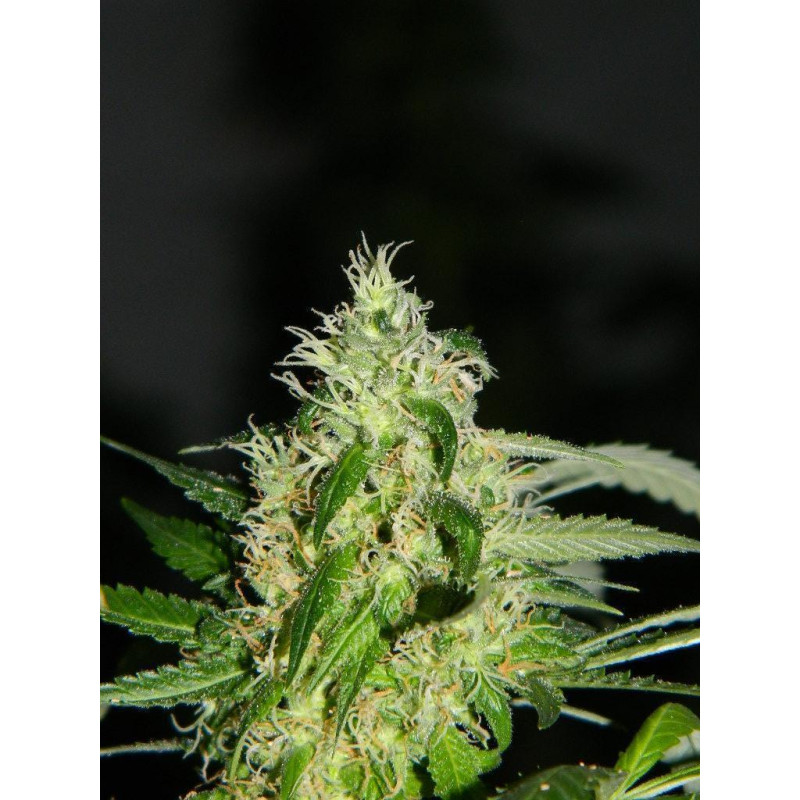 Auto fem Chocolope