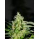 Auto fem Chocolope
