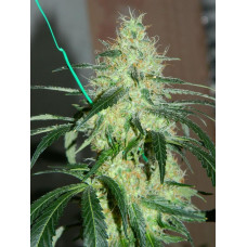Auto fem Chocolope