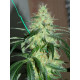 Auto fem Chocolope