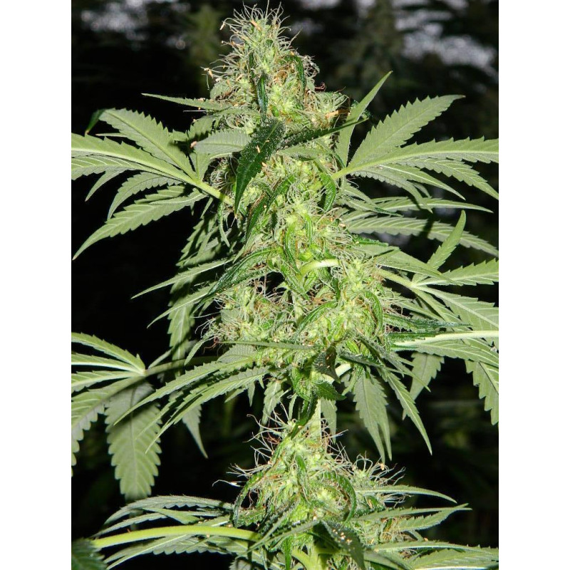 Auto fem Chocolope