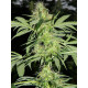 Auto fem Chocolope
