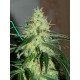 Auto fem Chocolope