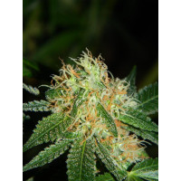 Auto fem Colorado Cookies