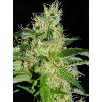 Fem Amnesia Platinum