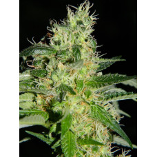 Fem Amnesia Platinum