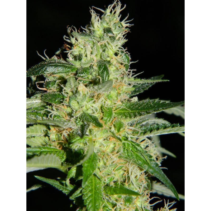 Auto fem Colorado Cookies