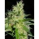 Auto fem Colorado Cookies