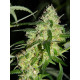 Auto fem Colorado Cookies