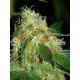 Auto fem Colorado Cookies