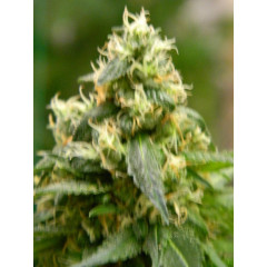 Auto fem Gandalf’s Pipe