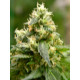 Auto fem Gandalf’s Pipe