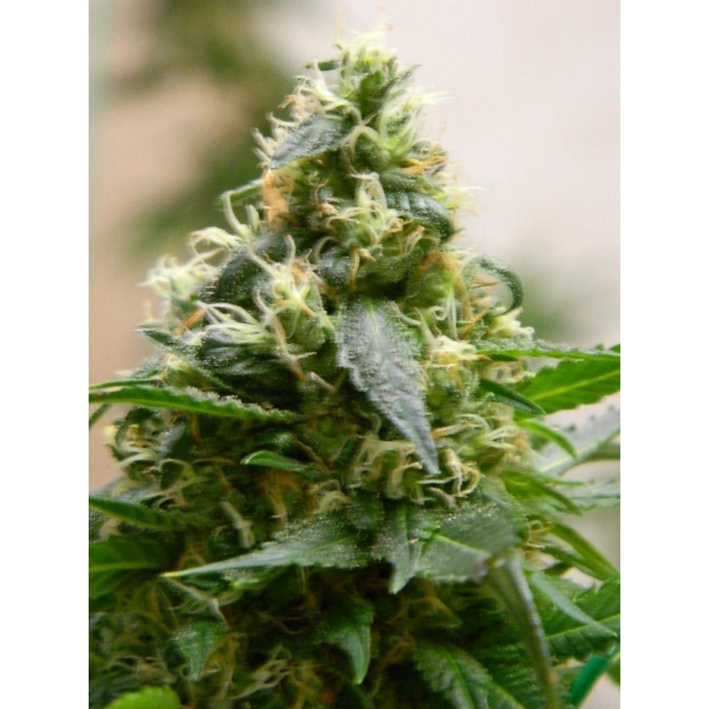 Auto fem Gandalf’s Pipe