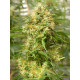 Auto fem Godzilla Haze
