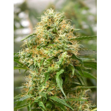 Auto fem Godzilla Haze
