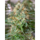 Auto fem Godzilla Haze