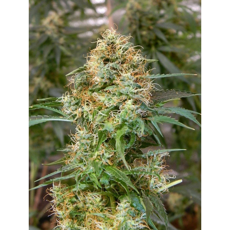 Auto fem Godzilla Haze