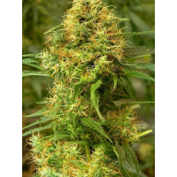 Auto fem Gorilla Glue