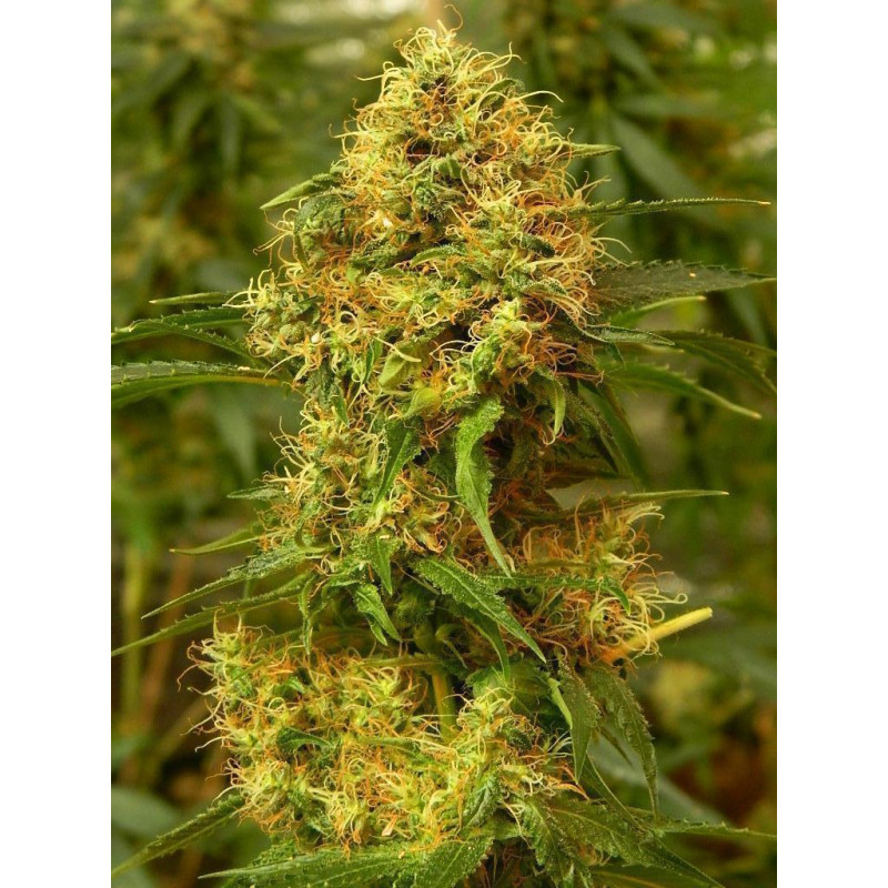 Auto fem Gorilla Glue