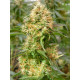 Auto fem Gorilla Glue