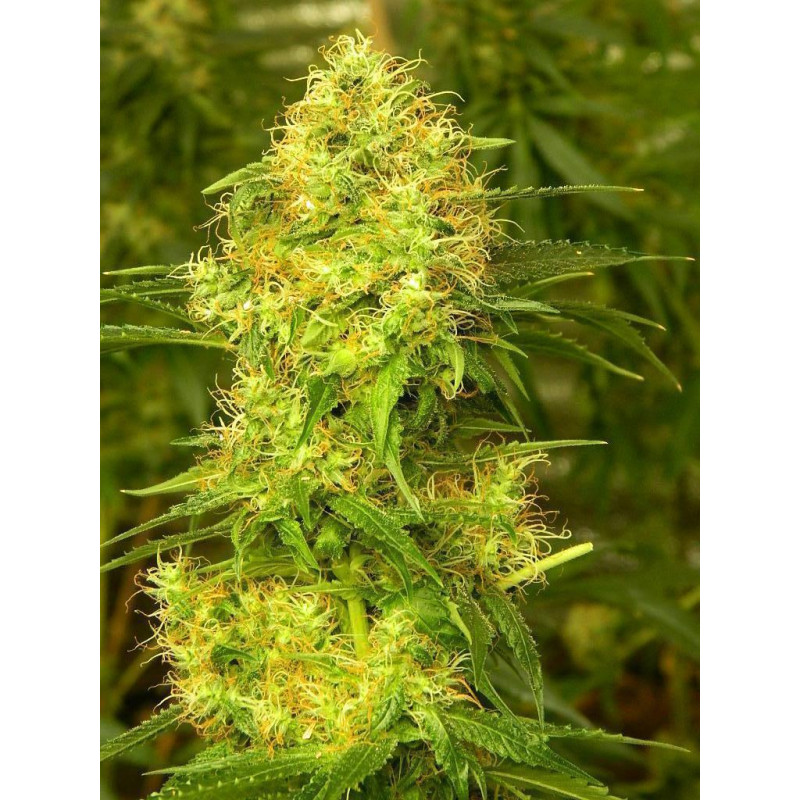 Auto Blue Diesel