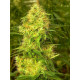 Auto Blue Diesel