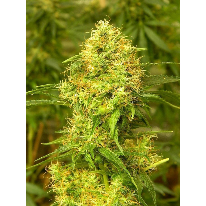 Auto Blue Diesel