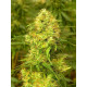 Auto Blue Diesel