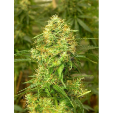 Auto Blue Diesel