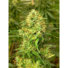 Auto Blue Diesel