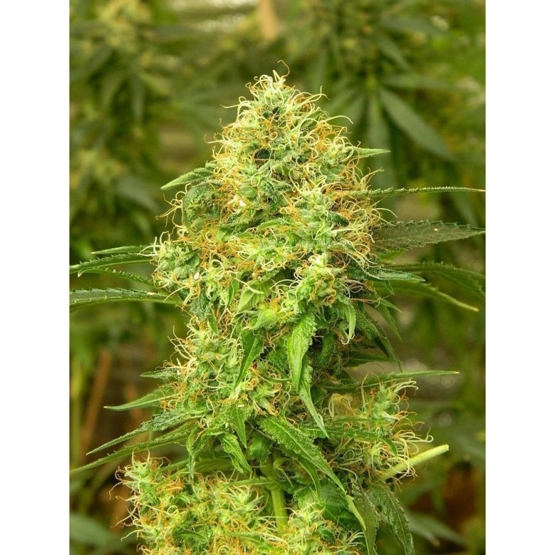 Auto Blue Diesel