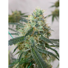 Auto Colorado Cookies