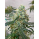 Auto Colorado Cookies