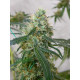 Auto Colorado Cookies