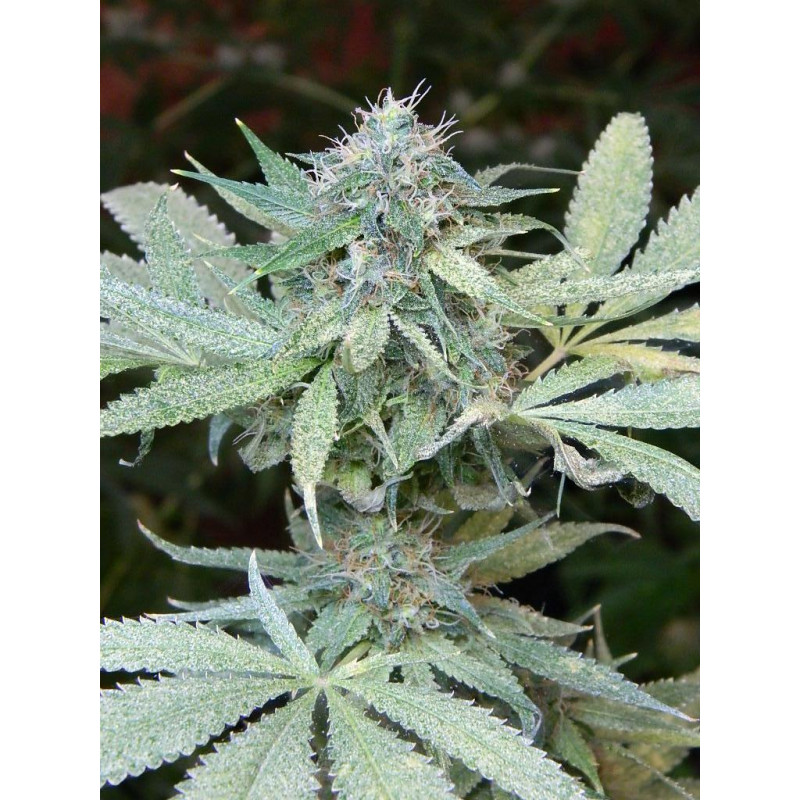 Auto Colorado Cookies