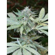 Auto Colorado Cookies