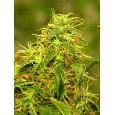 Auto Gorilla Glue
