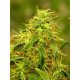 Auto Gorilla Glue