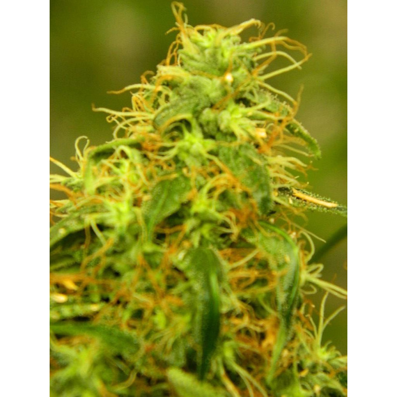 Auto Gorilla Glue