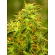Auto Gorilla Glue