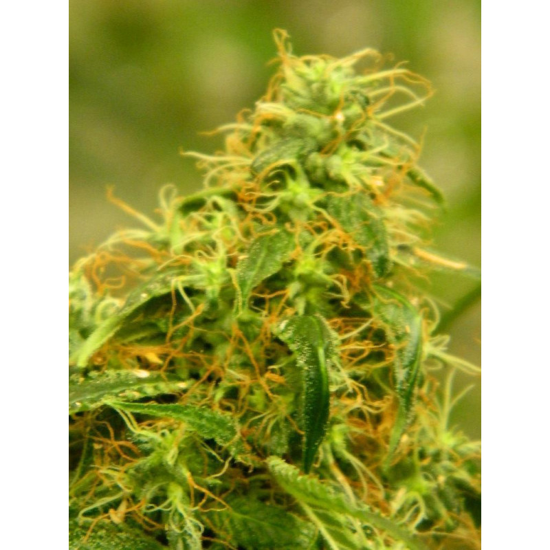 Auto Gorilla Glue