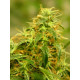 Auto Gorilla Glue