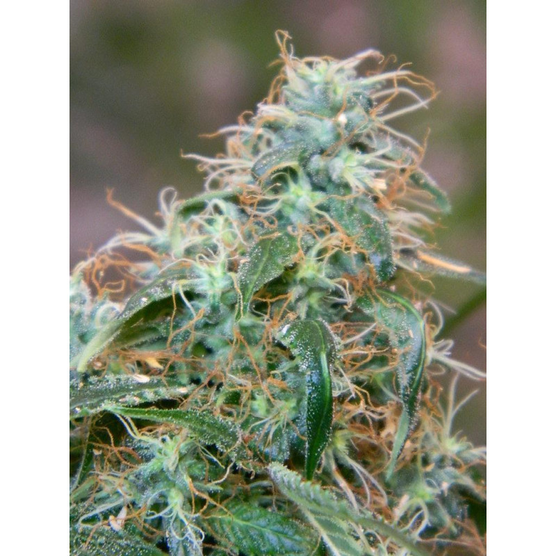 Auto Gorilla Glue