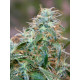Auto Gorilla Glue