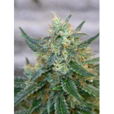 Auto Lemon Skunk