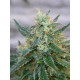 Auto Lemon Skunk